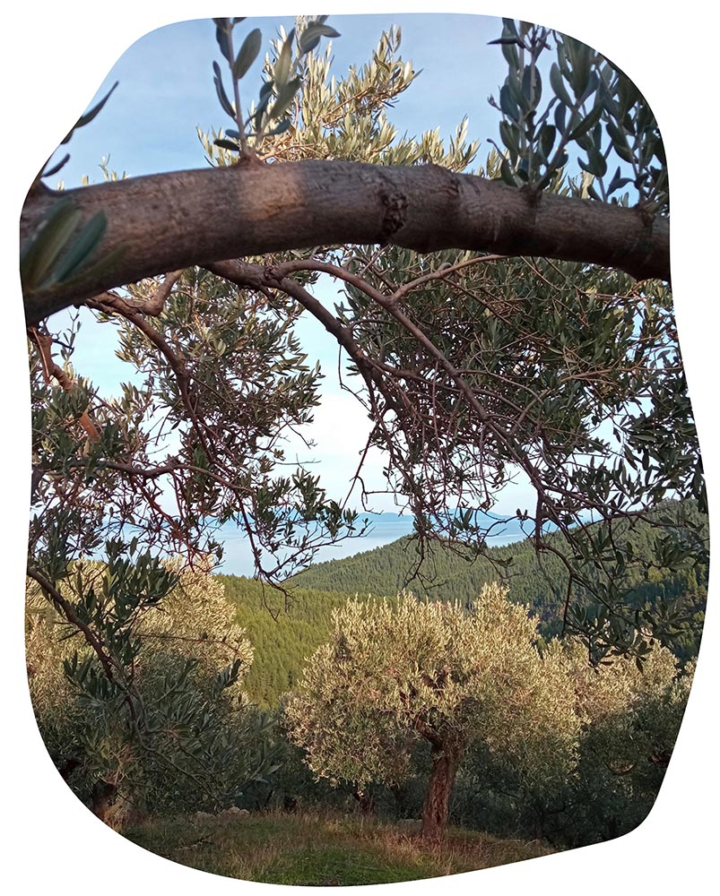 naturalne oliwki i oliwa w Grecji